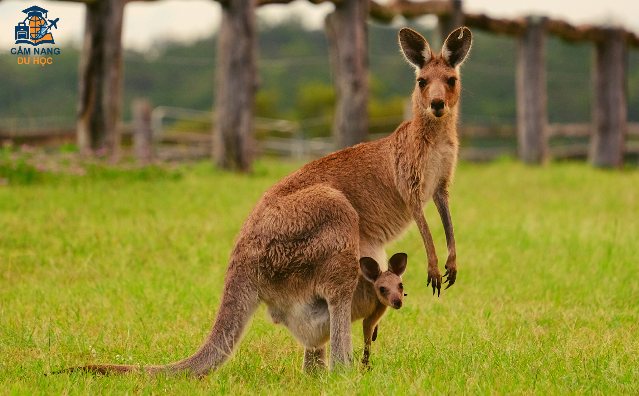 Tại sao Kangaroo chỉ có ở Úc? Sự thật sau đó