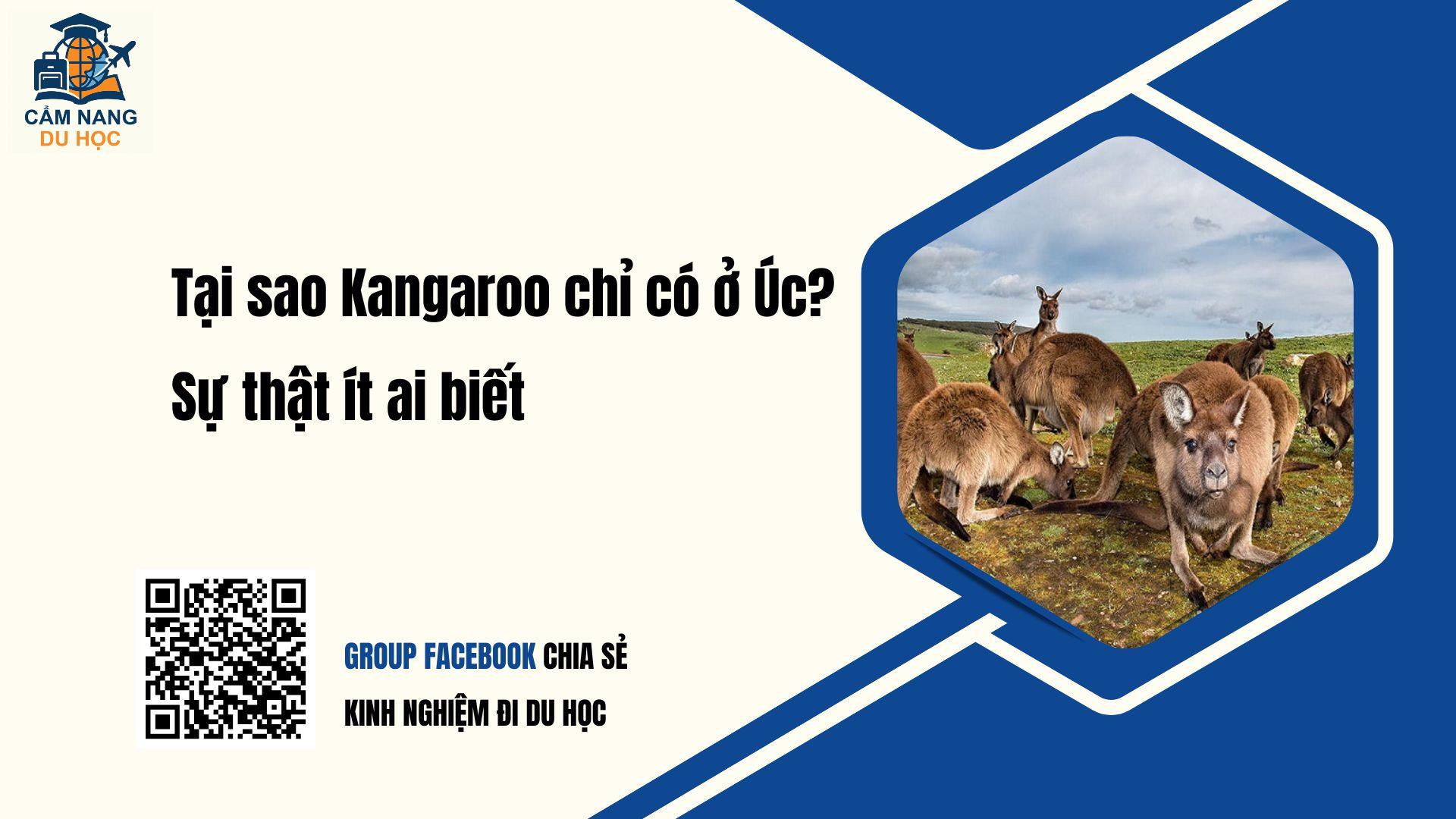 Tại sao Kangaroo chỉ có ở Úc? Sự thật sau đó